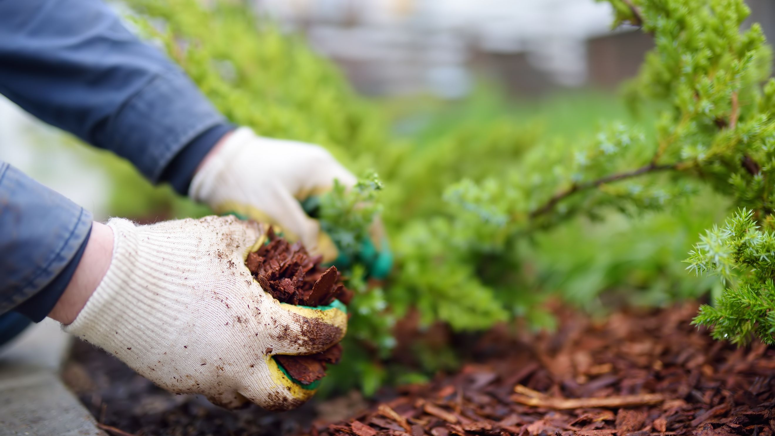 Seasonal Cleanup
